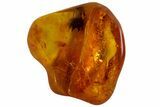Detailed Fossil Fly (Diptera) In Baltic Amber #87223-3